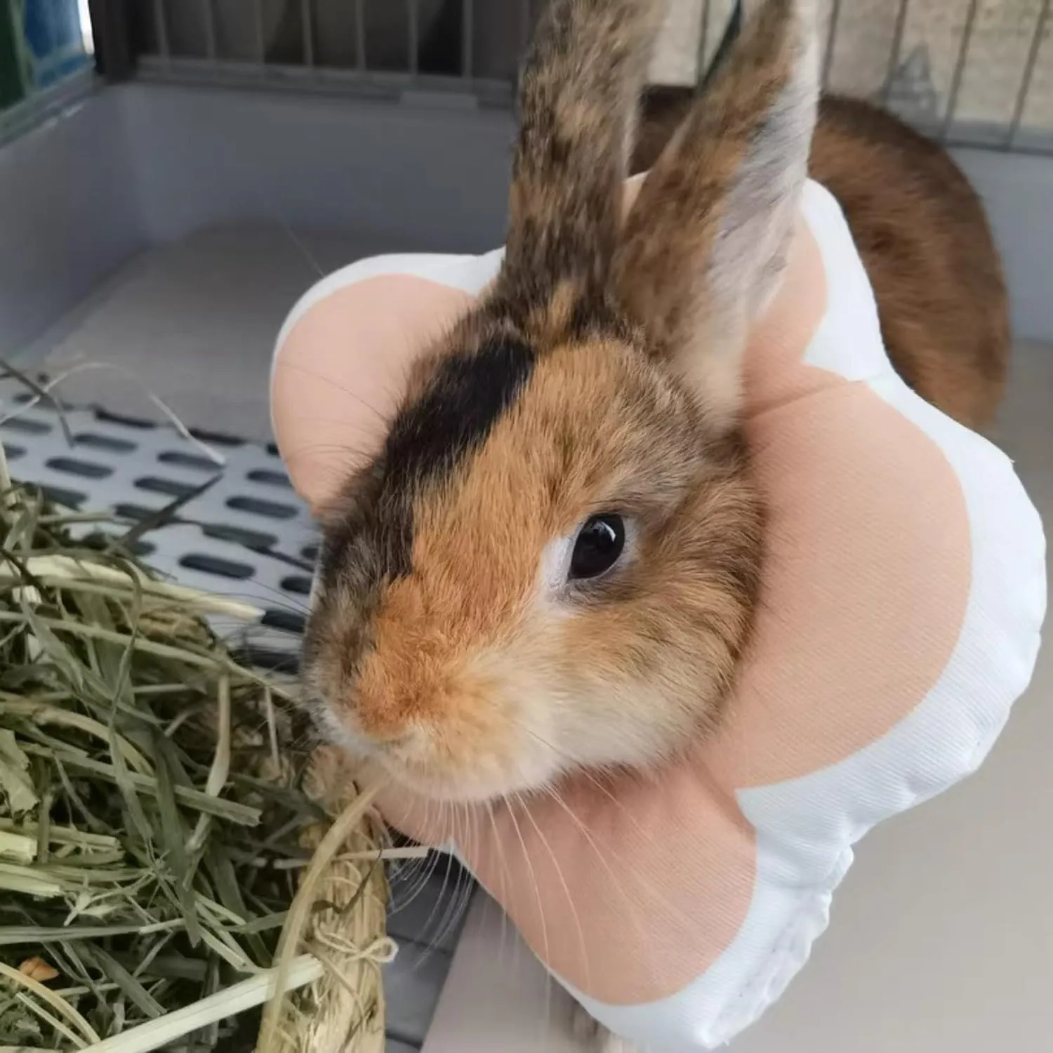 Adjustable Rabbit Protection Cone - Soft Waterproof Recovery Collar for Bunny Chinchilla Guinea Pig Kitten After Surgery Wound Healing Elizabeth Neck Cone E-Collar for Small Pets (Pink, XS)