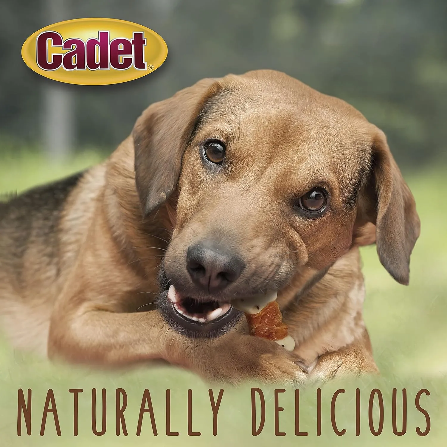 Cadet Gourmet Chicken Wrapped Biscuit Dog Treats, Training Treats for Small and Large Dogs, Inspected & Tested in USA, 14 oz.