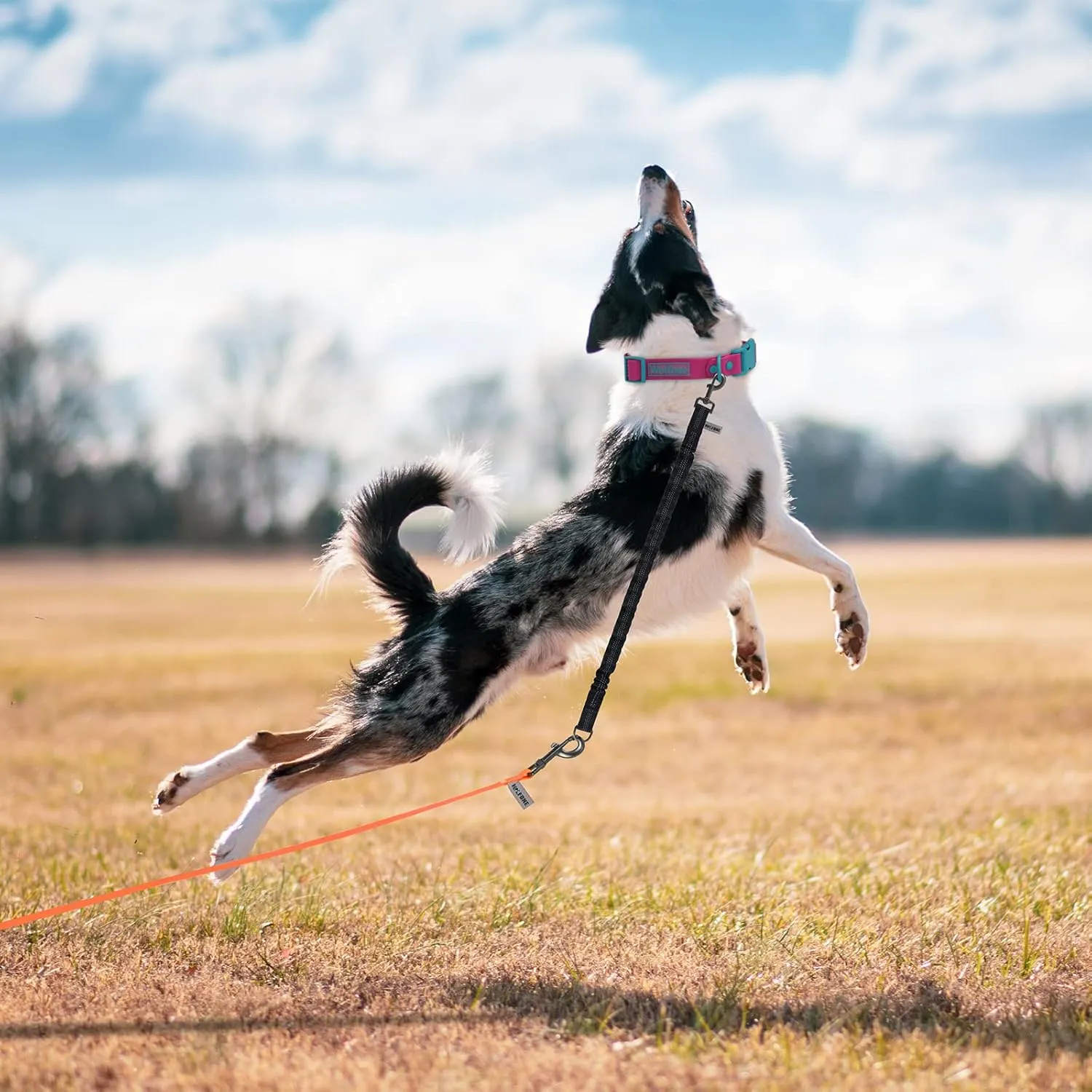 Shock Absorber Reflective Threads Bungee Dog Leash for RunningTrainningRecall 2-Pack Black