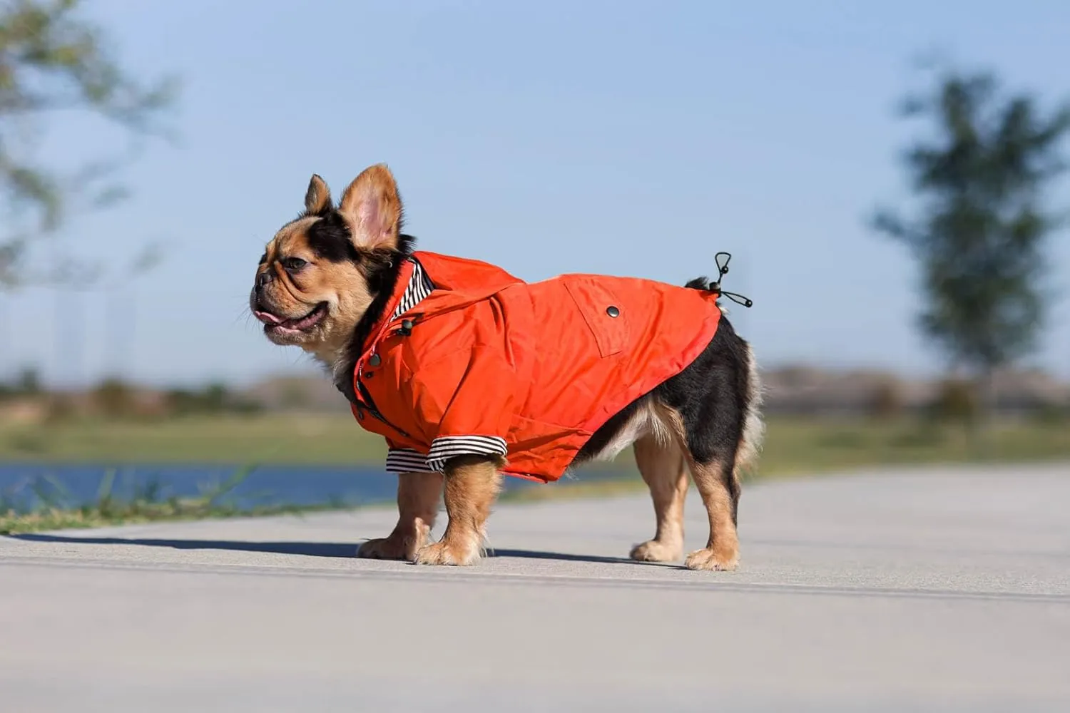 Zip Up Dog Raincoats with Reflective Buttons, Pockets, Rain/Water Resistant, Adjustable Drawstring, & Removable Hood - XXS to XXL - Stylish Premium Dog Raincoats (Orange, Large)