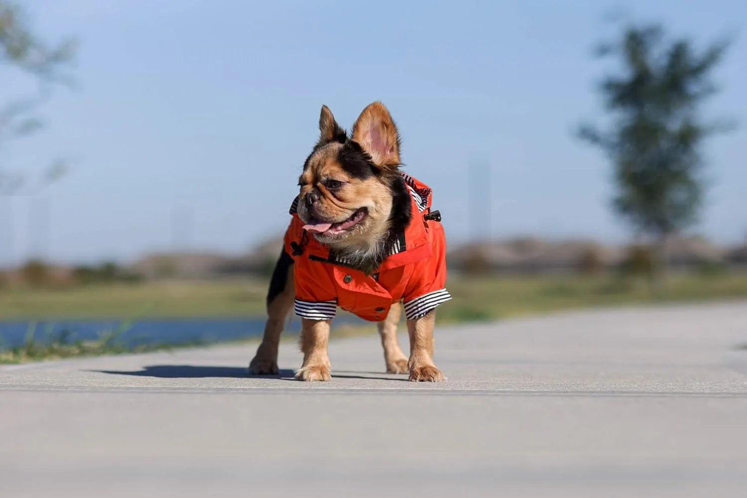 Zip Up Dog Raincoats with Reflective Buttons, Pockets, Rain/Water Resistant, Adjustable Drawstring, & Removable Hood - XXS to XXL - Stylish Premium Dog Raincoats (Orange, Large)
